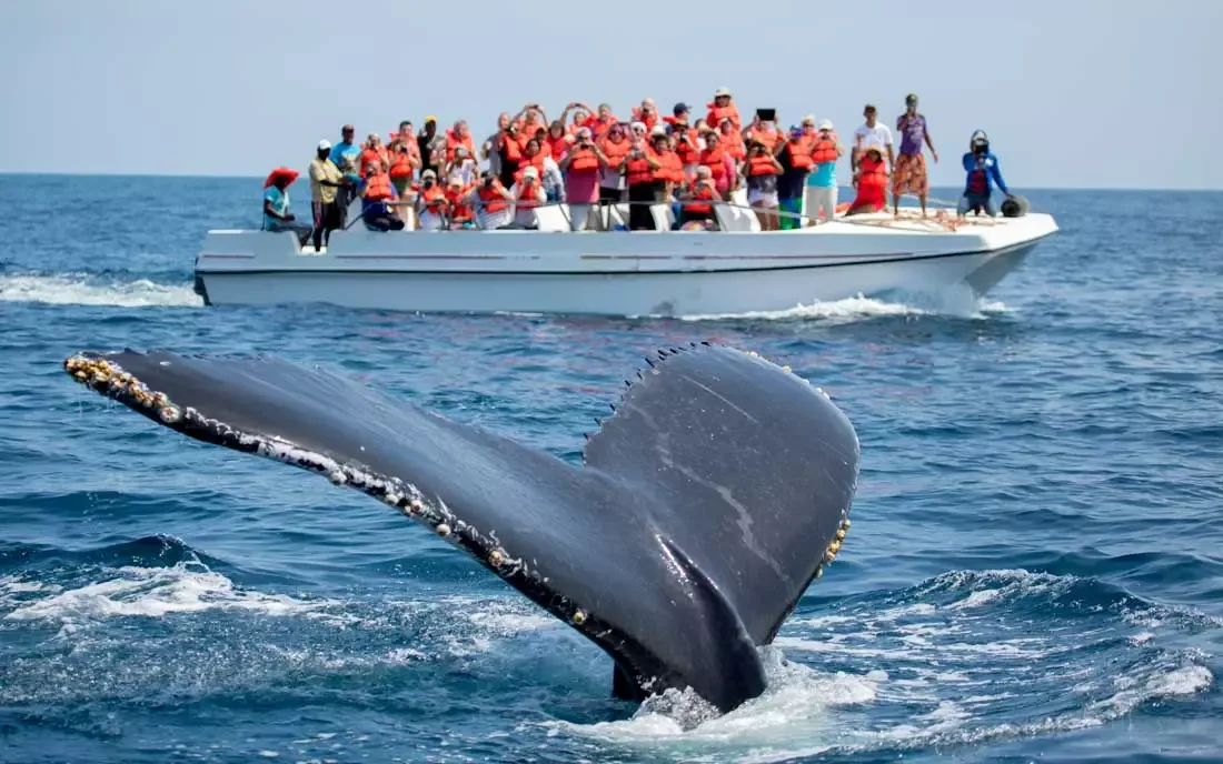 Samaná Whale Watching